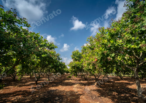 Preview: cashew trees and fruit at organic farm in thailand