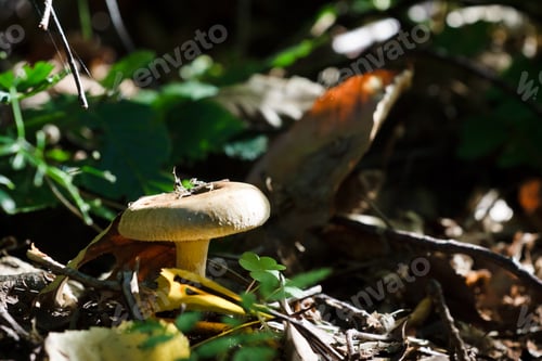 Preview: Agaricus involutus mushroom in the forest
