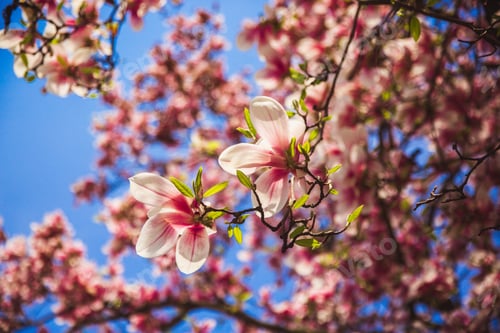 Preview: Beautiful pink flower magnolia tree in the Margaret Island - Budapest, Hungary