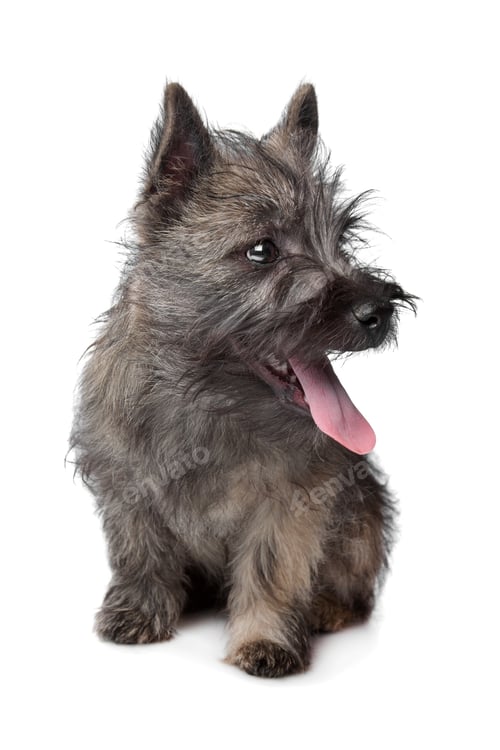 Preview: dog