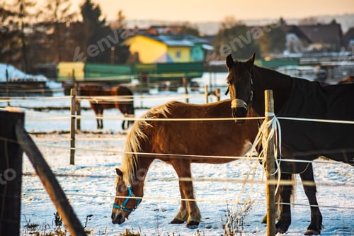 Preview: Brown horse covered with a blanket on a snow in winter