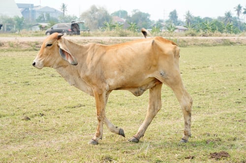Preview: Cow in the green grass