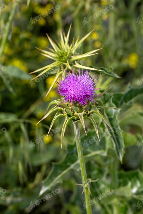 Preview: Wild plant; scientific name; Silybum marianum