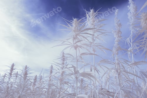 Preview: Field with herbal canabis plants under the clear sky - infrared photography
