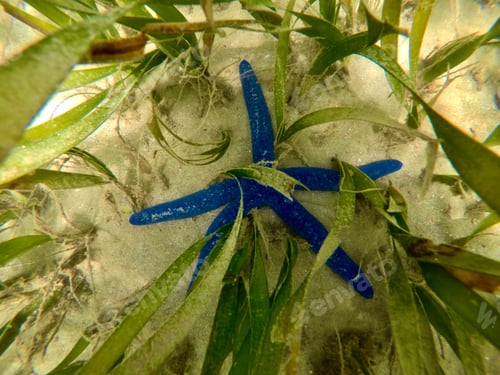 Preview: Vibrant blue starfish rests among swaying sea grass in the shallow waters of Guam