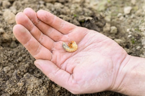 Preview: the larva of the may beetle or cockchafer bug in male hand on spring in the garden