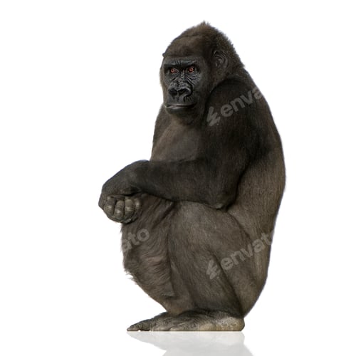 Preview: Young Silverback Gorilla