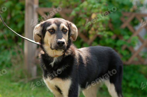 Preview: The dog walks in the summer in a public park on a leash.