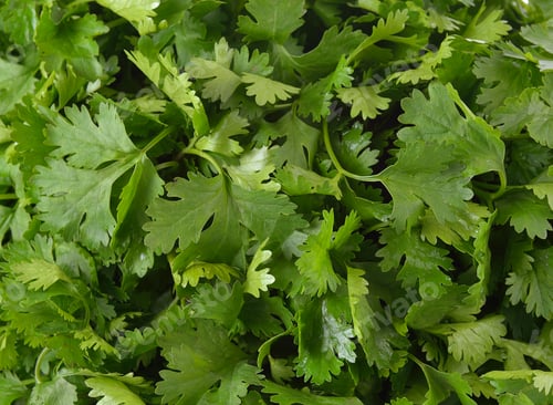 Preview: coriander on white background
