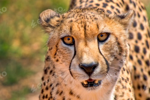 Preview: Cheetah, Wildlife Reserve, South Africa