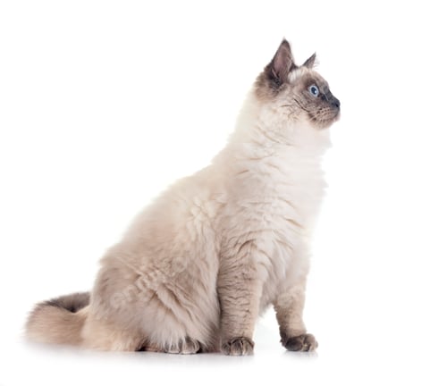 Preview: siberian cat in studio