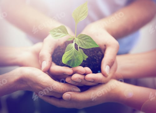 Preview: A cropped image of a hands holding a plant growing in earth