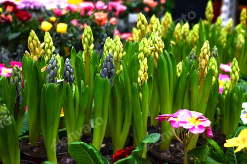Preview: Flowers of blooming hyacinths in a flower shop