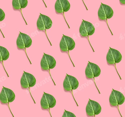 Preview: leaves of monstera plant