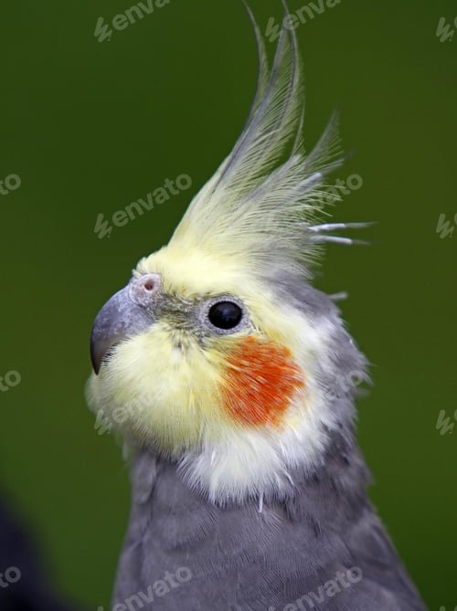 Preview: cockatiel, parrot, bird, isolate