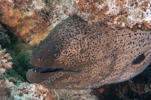 Preview: Moray eel hiding on coral reef under the sea