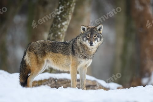 Preview: Gray wolf in the winter forest. Wolf in the nature habitat