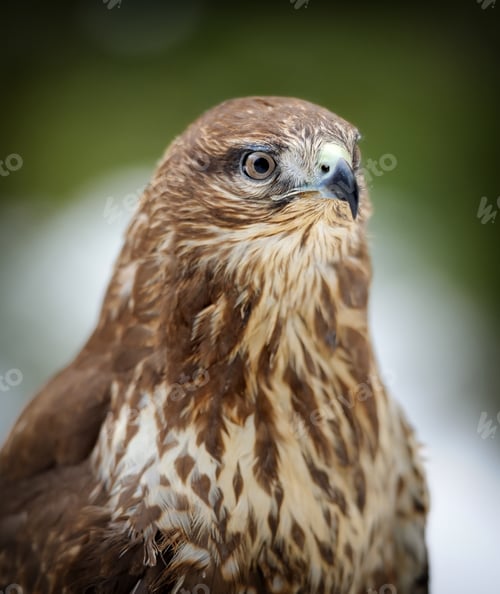 Preview: Hawk