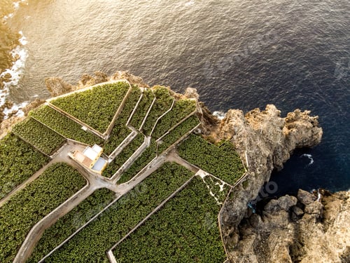 Preview: aerial view of a banana plantation by the sea