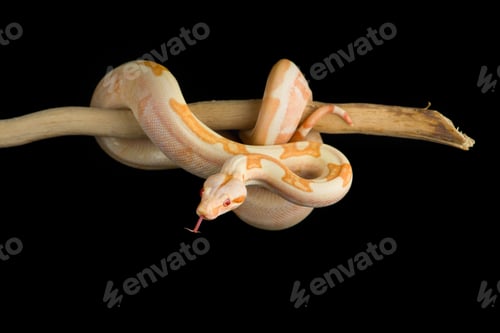 Vista previa: Serpiente boa de cola roja que cuelga de una rama aislada sobre fondo negro