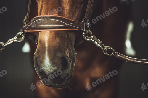Preview: Close-up View of a Horse's Nose Wearing a Bridle in a Dimly Lit Stable
