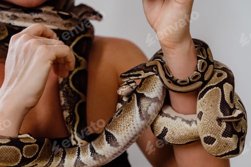 Preview: Woman with python snakes elegantly slithering over her arm