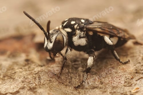 Preview: Closeup on the black and white cuckoo bee, Thyreus orbatus