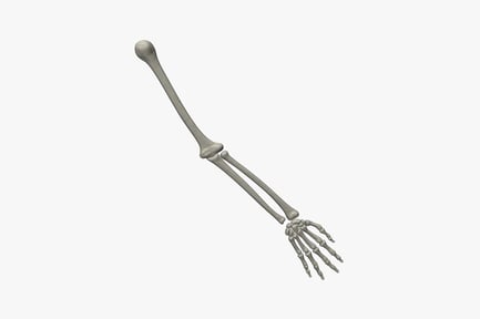 Preview: Skeletal arm and hand in resting position