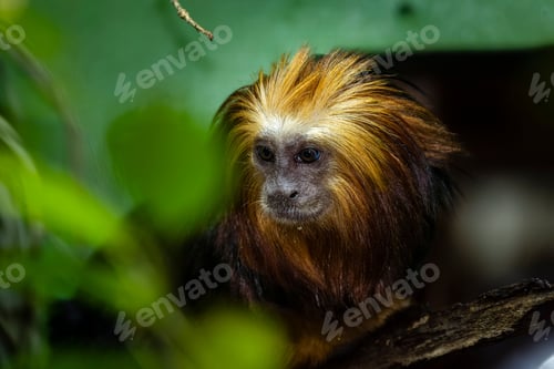 Preview: Adorable lion tamarin monkey sits on a tree branch with green leaves