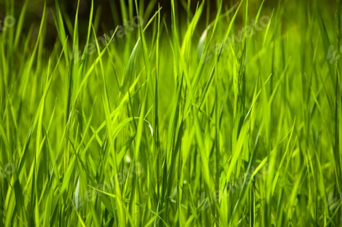 Preview: Nature background of meadow