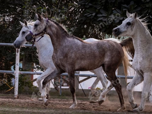 Preview: arabian, horse, mare, stallion, riding