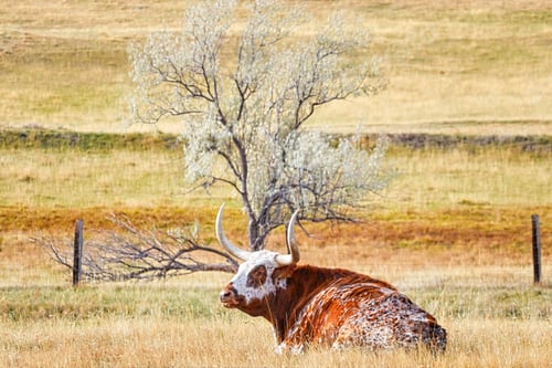 Preview: Texas Longhorn cow lying on a dry autumn pasture