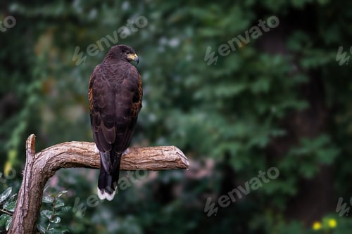 Preview: Harris Hawk (parabuteo unicinctus) - Bird of Prey