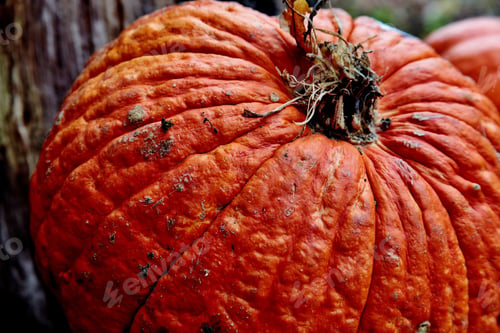 Preview: Closeup shot of a textured pumpkin surface