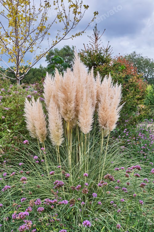 Preview: Pampas Grass in vibrant garden landscape