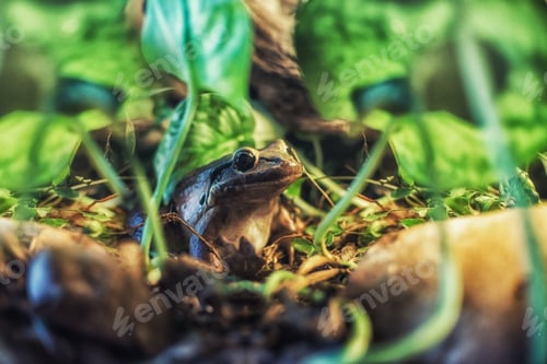 Preview: Close up on Leptodactylus fallux ( Mountain Chicker Frog)