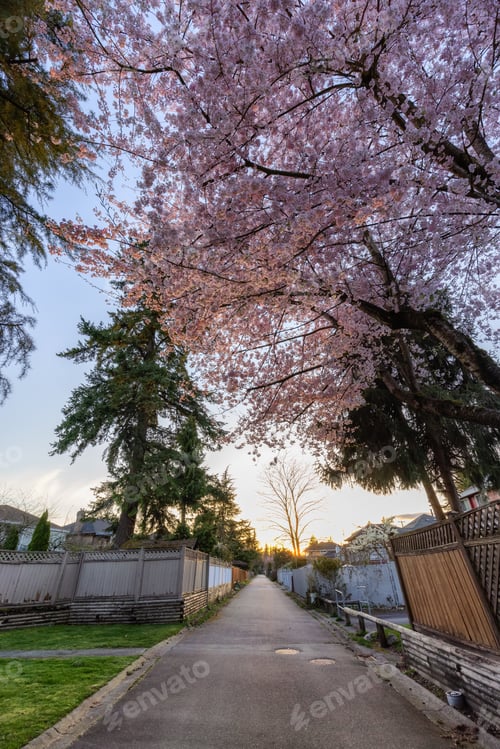 Preview: Alley in a residential neighborhood in the city suburbs. Cherry Blossom Tree.