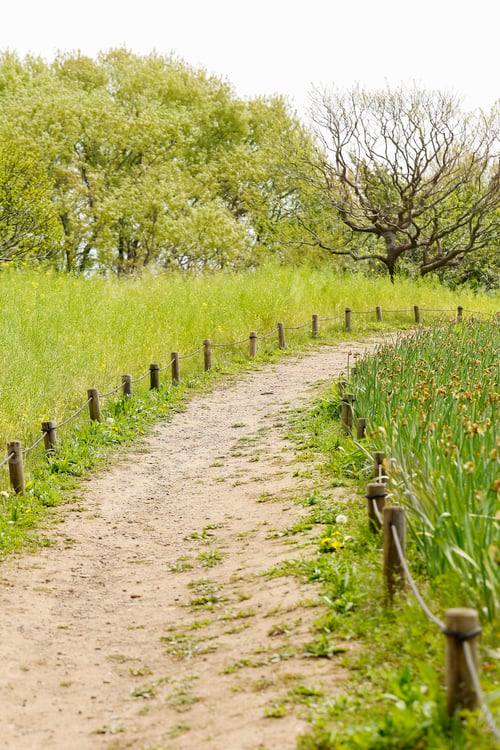 Preview: the dirt road leads to a grassy field and trees that look like they are in