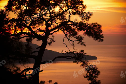 Preview: pine on the coast of the sea at sunset