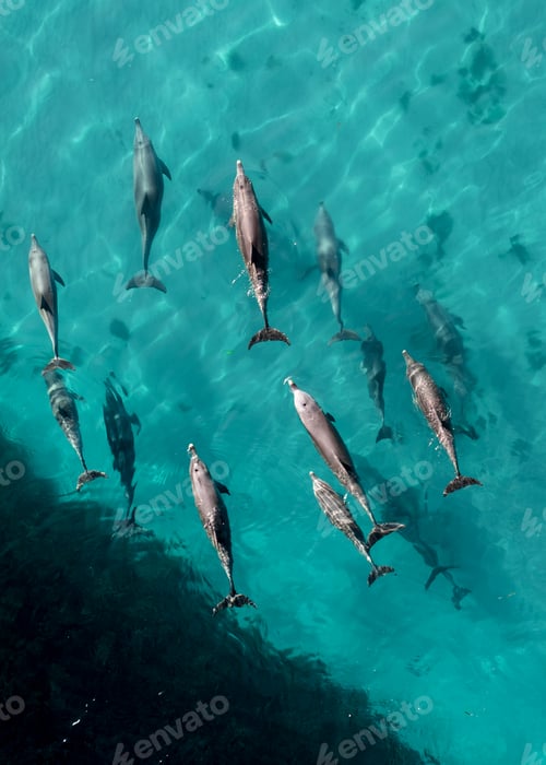 Preview: Aerial view of a group of dolphins swimming in the ocean.