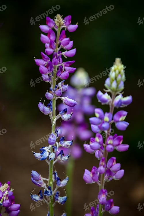 Preview: Purple lupine flowers in the field