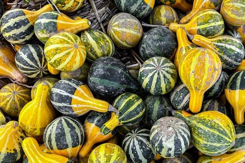 Preview: fresh pumpkin outdoor harvest different types and varieties of pumpkin food snack copy space food