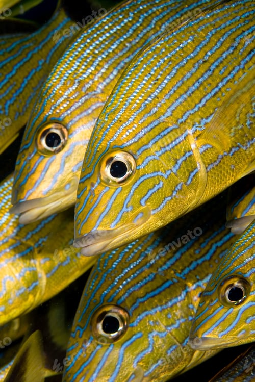 Preview: close up view of blue striped grunt fish