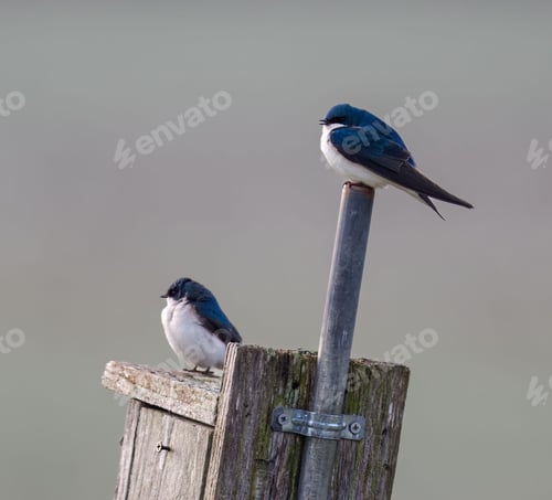 Preview: Birds perched atop a wooden post, standing close together