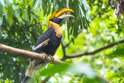 Preview: Hornbills, bird on the tree