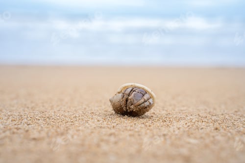 Preview: Colorful little Hermit Crab on the beach sand and sea background. Hermit crab walking alone beach.