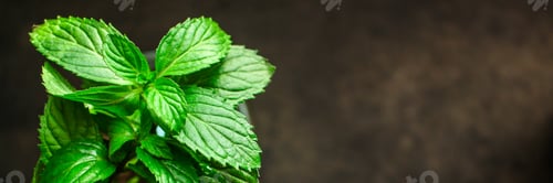 Preview: Mint, Fresh Green Petals And Stems (Healthy Organic Food) Menu Concept Background. Top View. Copy