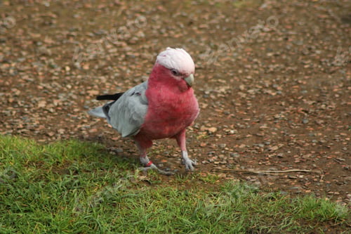 Preview: bird, cockatoo galah, parrot, pet