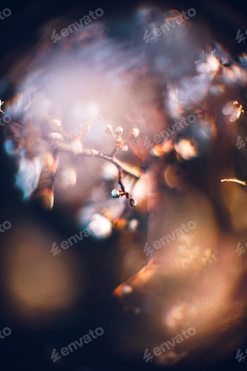Preview: Closeup shot of a beautiful blossomed cherry tree was a beautiful spring, flowery background