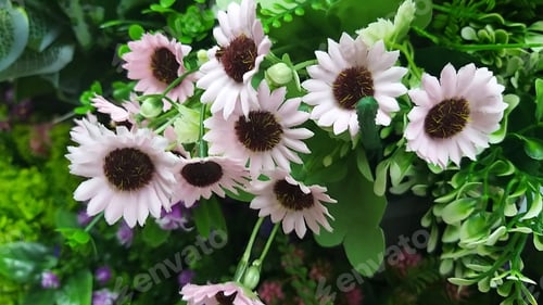 Preview: Bunch of Pink daisies